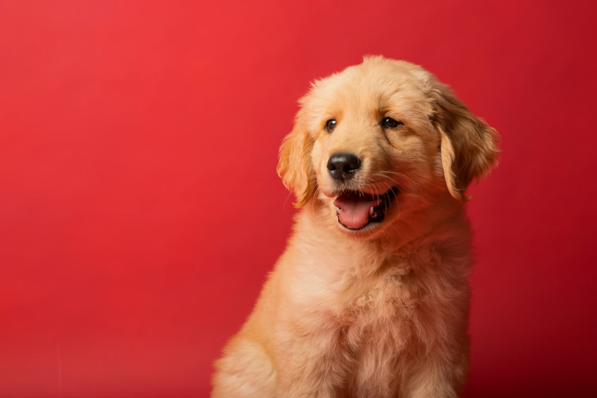 A golden retriever puppy, warm and ready.