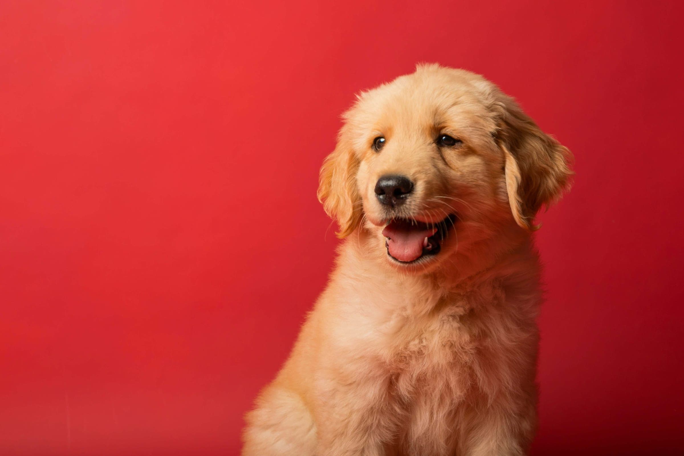 A golden retriever puppy, warm and ready.