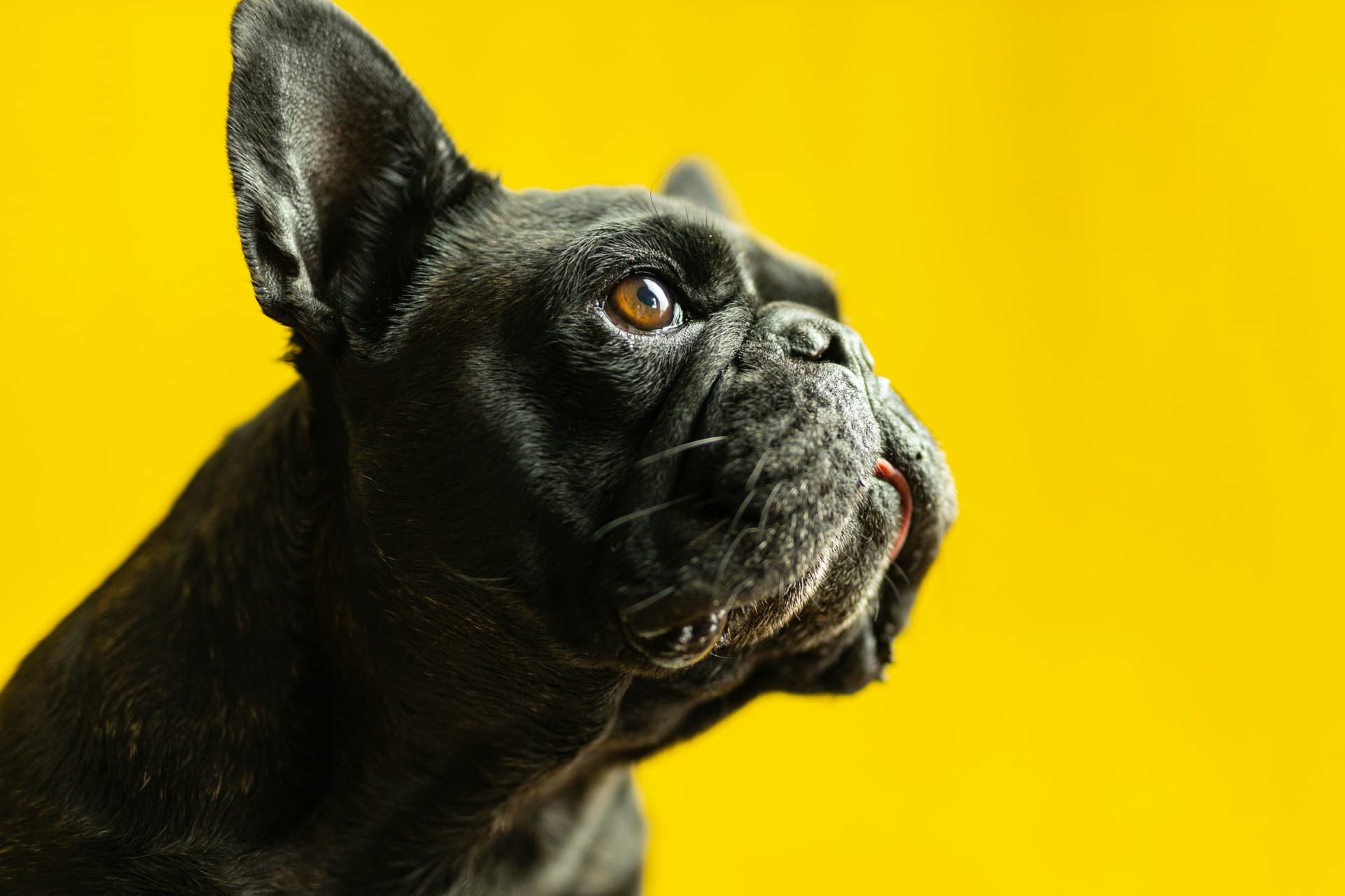 Close-up of a happy dog, the loyalty Loyally helps facilities earn.