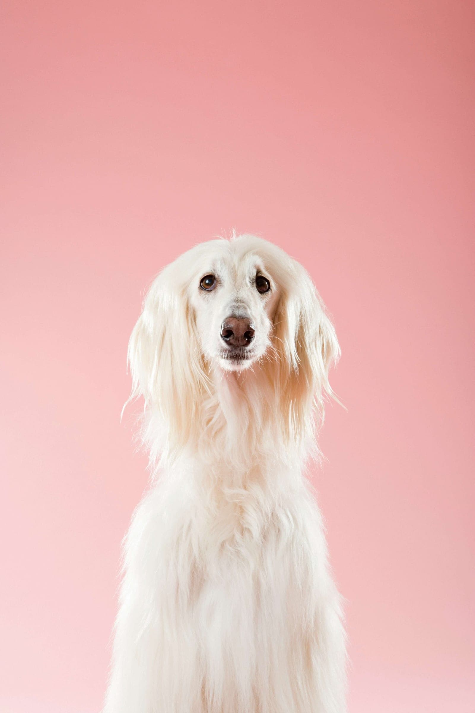 A long-haired Afghan hound, freshly groomed.