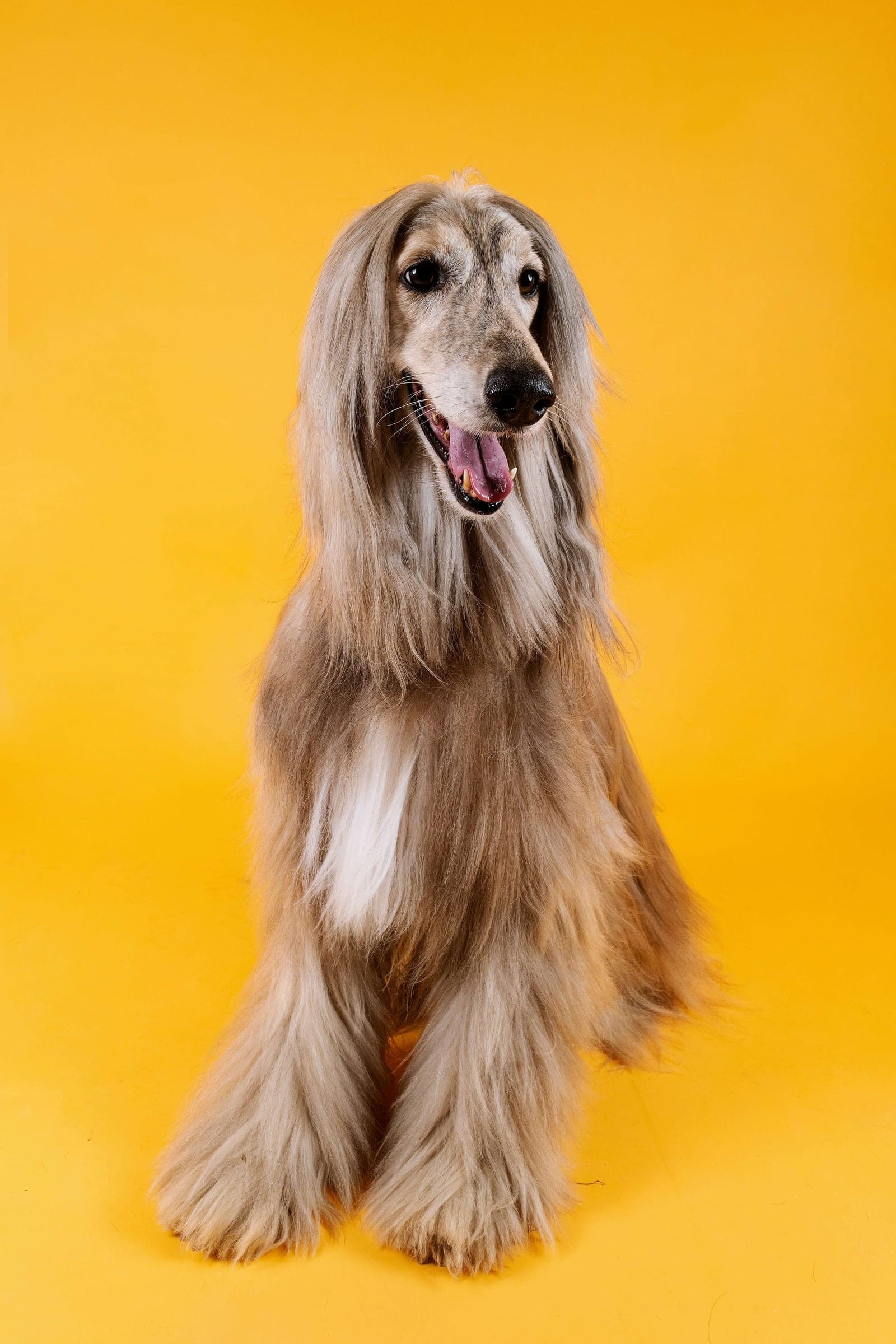 A poised Afghan hound, attentive and focused.
